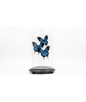 Papillons Bleus sous Cloche en Verre 8 —  Décoration Luxury | Maison Imperiale