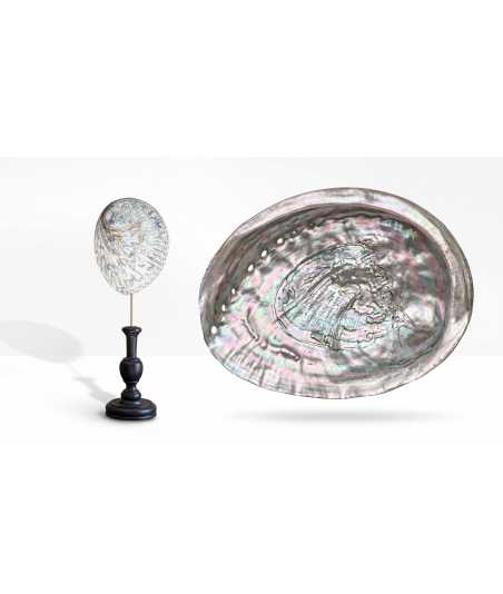 Silver Abalone Midae Shell 6 —  Decoration Luxury | Maison Imperiale