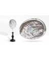 Silver Abalone Midae Shell 6 —  Decoration Luxury | Maison Imperiale