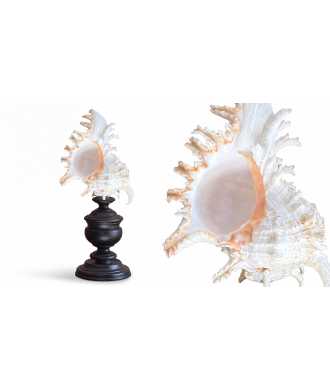 Coquille Baroque Basse Murex Ramosus 8 —  Décoration Luxury | Maison Imperiale