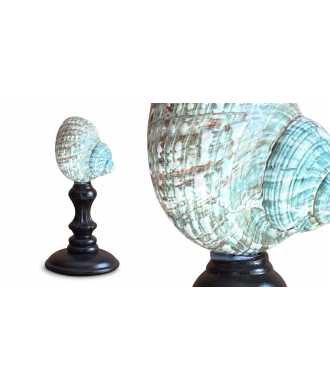 Madagascar Green Turbo Shell 7 —  Decoration Luxury | Maison Imperiale