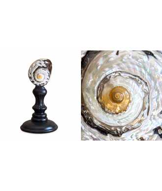 Conchiglia Turbo Sarmaticus 8 — Decorazione Luxury | Maison Imperiale