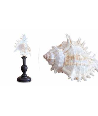 Conchiglia barocca media Murex Ramosus 8 — Decorazione Luxury | Maison Imperiale