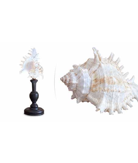 Coquille baroque moyenne Murex Ramosus 8 —  Décoration Luxury | Maison Imperiale