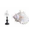 Coquille baroque moyenne Murex Ramosus 8 —  Décoration Luxury | Maison Imperiale