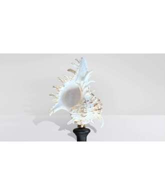 Coquille baroque moyenne Murex Ramosus 4 —  Décoration Luxury | Maison Imperiale