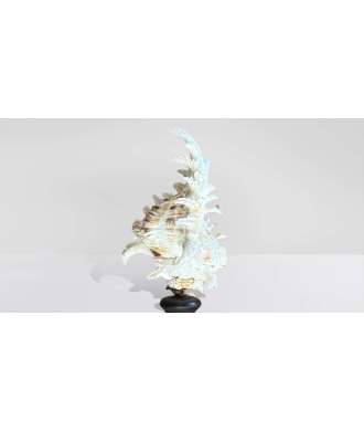 Conchiglia barocca media Murex Ramosus 5 — Decorazione Luxury | Maison Imperiale