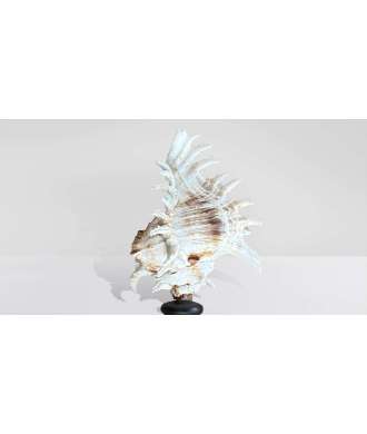 Coquille baroque moyenne Murex Ramosus 6 —  Décoration Luxury | Maison Imperiale