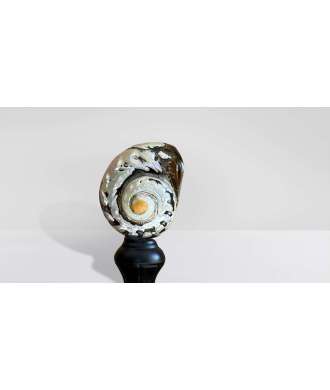 Coquille Turbo Sarmaticus 4 —  Décoration Luxury | Maison Imperiale
