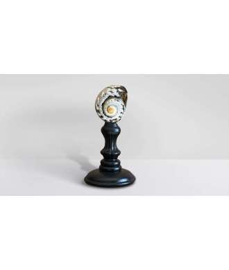 Coquille Turbo Sarmaticus 3 —  Décoration Luxury | Maison Imperiale