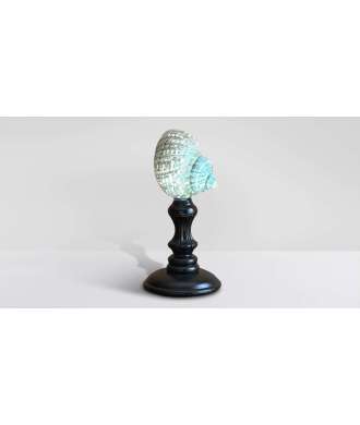 Coquille Turbo Verte du Madagascar 3 —  Décoration Luxury | Maison Imperiale