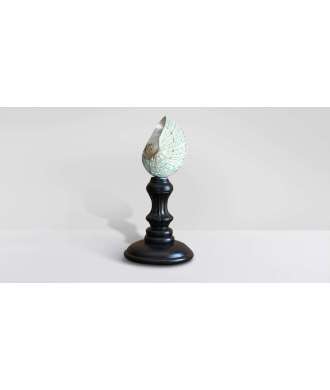 Coquille Turbo Verte du Madagascar 4 —  Décoration Luxury | Maison Imperiale