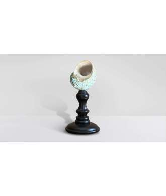 Coquille Turbo Verte du Madagascar 5 —  Décoration Luxury | Maison Imperiale