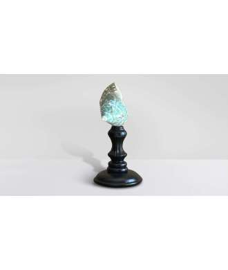 Coquille Turbo Verte du Madagascar 6 —  Décoration Luxury | Maison Imperiale