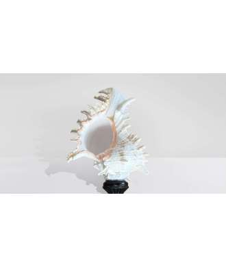 Conchiglia Barocca Alta Murex Ramosus 4 — Decorazione Luxury | Maison Imperiale