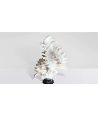 Coquille Baroque Haute Murex Ramosus 6 —  Décoration Luxury | Maison Imperiale