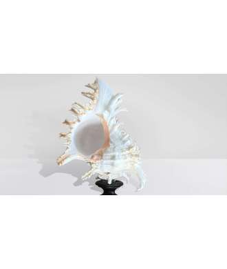 Coquille Baroque Basse Murex Ramosus 4 —  Décoration Luxury | Maison Imperiale