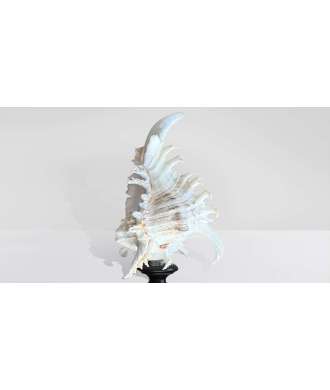 Low Baroque Murex Ramosus Shell 5 —  Decoration Luxury | Maison Imperiale