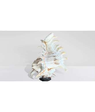 Coquille Baroque Basse Murex Ramosus 6 —  Décoration Luxury | Maison Imperiale