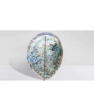 Coquille Abalone Midae Argentée 5 —  Décoration Luxury | Maison Imperiale