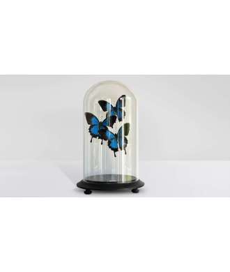 Papillons Bleus sous Cloche en Verre 3 —  Décoration Luxury | Maison Imperiale