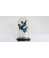 Farfalle Bleu con campana in Vetro 3 — Decorazione Luxury | Maison Imperiale