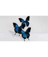 Farfalle Bleu con campana in Vetro 5 — Decorazione Luxury | Maison Imperiale