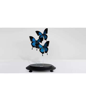 Blue Butterfly Glass Dome Décor 4 —  Decoration Luxury | Maison Imperiale