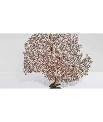 Gorgone Corail Petite 4 —  Décoration Luxury | Maison Imperiale