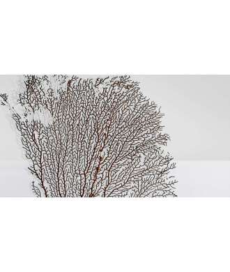Gorgone Corail Moyen 4 —  Décoration Luxury | Maison Imperiale